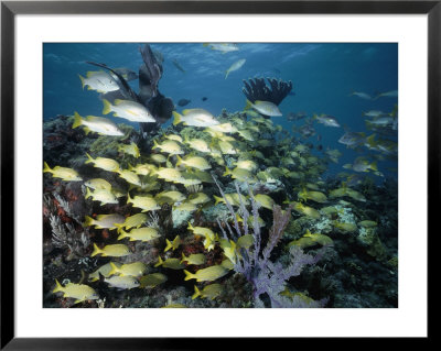 French Grunts And Silvery Snappers With Yellow Tails Circle Around Coral by Nick Caloyianis Pricing Limited Edition Print image