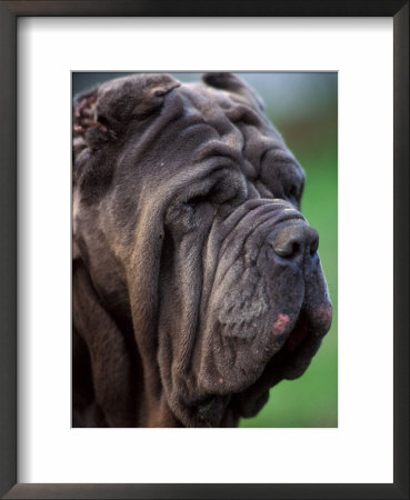 Neopolitan Mastiff Face Portrait by Adriano Bacchella Pricing Limited Edition Print image