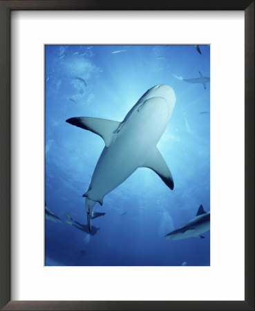 Caribbean Reef Sharks, Walkers Cay, Bahamas, Caribbean Sea by Doug Perrine Pricing Limited Edition Print image