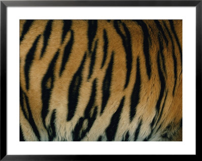 Close View Of The Stripes On A Indian Tiger by Michael Nichols Pricing Limited Edition Print image