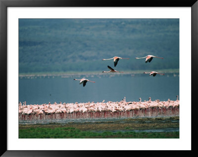A Flock Of Greater Flamingos by Roy Toft Pricing Limited Edition Print image