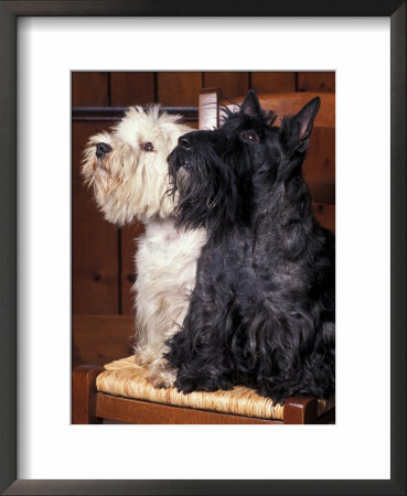 Domestic Dogs, West Highland Terrier / Westie Sitting On A Chair With A Black Scottish Terrier by Adriano Bacchella Pricing Limited Edition Print image