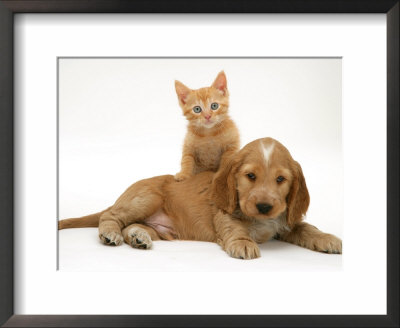 Ginger Kitten Climbing Ontop Of Golden Cocker Spaniel Puppy by Jane Burton Pricing Limited Edition Print image