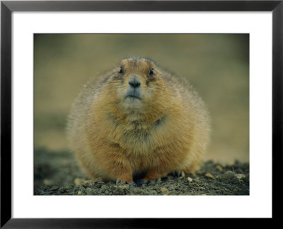 A Close View Of A Fat Black-Tailed Prairie Dog by Joel Sartore Pricing Limited Edition Print image