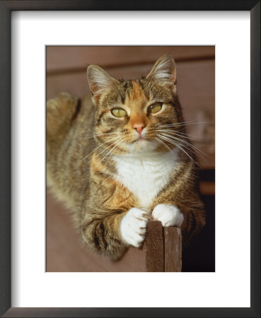 Gray Domestic Cat Outdoors, Close-Up by Allen Russell Pricing Limited Edition Print image