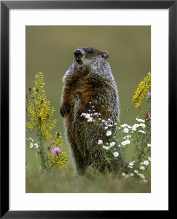 Woodchuck by Mark Hamblin Pricing Limited Edition Print image