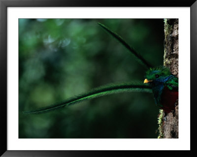 A Male Resplendent Quetzal Peers From Its Nest In A Hollowed Tree by Steve Winter Pricing Limited Edition Print image