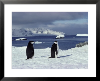 A Pair Of Chinstrap Penguins by George F. Mobley Pricing Limited Edition Print image