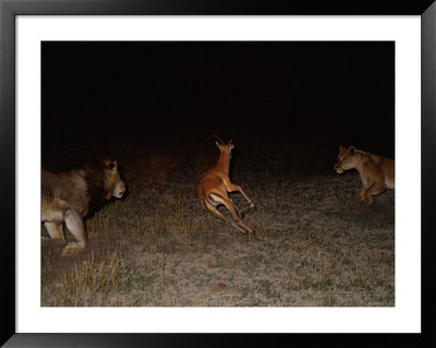 Two African Lions Close In On An Impala by Beverly Joubert Pricing Limited Edition Print image