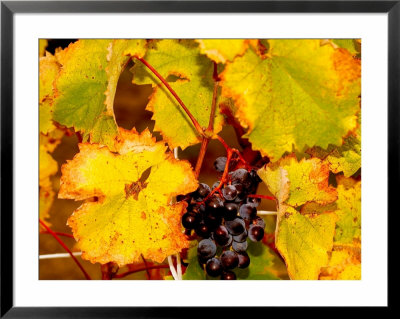 Wine Field, Chianti Region, Tuscany, Italy by Bill Bachmann Pricing Limited Edition Print image