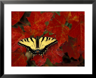 Tiger Swallowtail On Maple Leaves, Michigan, Usa by Claudia Adams Pricing Limited Edition Print image
