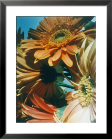 A Close View Of A Bouquet Of Flowers by Sisse Brimberg Pricing Limited Edition Print image