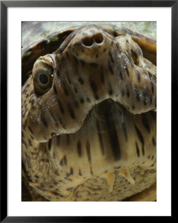 A Close View Of The Face Of A Loggerhead Musk Turtle by Bill Curtsinger Pricing Limited Edition Print image