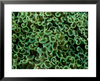 A Close View Of Anchor Coral by Wolcott Henry Pricing Limited Edition Print image