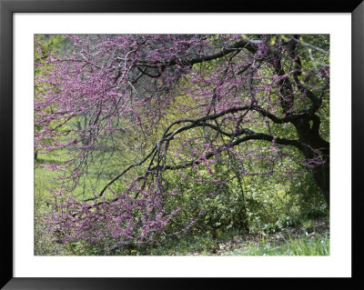 View Of A Blooming Redbud Tree by Darlyne A. Murawski Pricing Limited Edition Print image