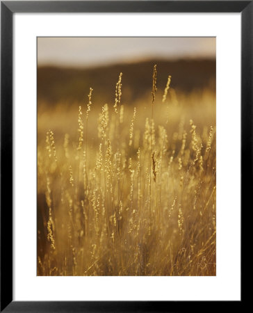 Tall Grass In The Simpson Desert by Jason Edwards Pricing Limited Edition Print image