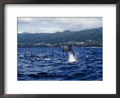 Bottlenose Dolphin, Jumping, Azores, Portugal by Gerard Soury Pricing Limited Edition Print image