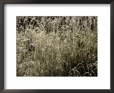 Grasses Glazed With Ice by Mattias Klum Pricing Limited Edition Print image