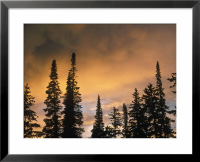 Yellowstone National Park, Wy by Charlie Borland Pricing Limited Edition Print image