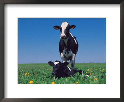 Holstein Cow And Calf, Il by Lynn M. Stone Pricing Limited Edition Print image
