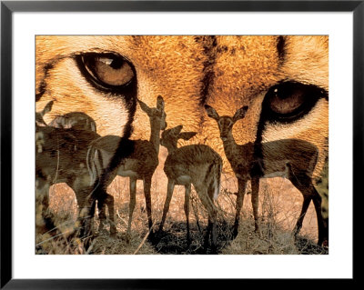 Predator And Prey by Carl & Ann Purcell Pricing Limited Edition Print image
