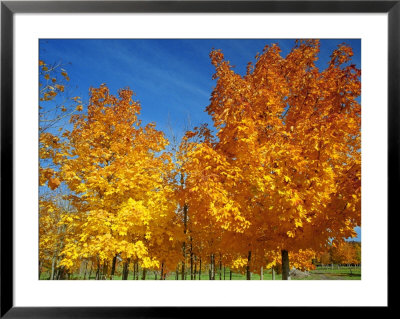 France, Amboise, Foliage by James Denk Pricing Limited Edition Print image