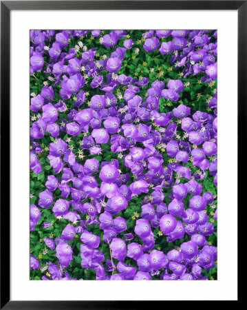 Campanula Carpatica by Linda Burgess Pricing Limited Edition Print image