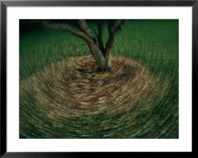 Swirls Of Light Around A Tree Trunk by Raymond Gehman Pricing Limited Edition Print image