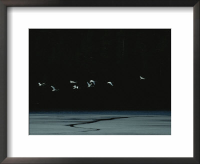 Flock Of Flying Seabirds by Mattias Klum Pricing Limited Edition Print image