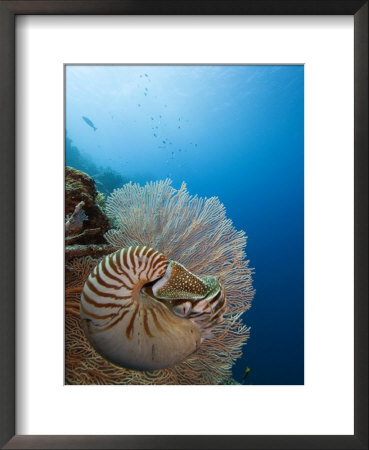 Chambered Nautilus, Palau, Micronesia by David B. Fleetham Pricing Limited Edition Print image