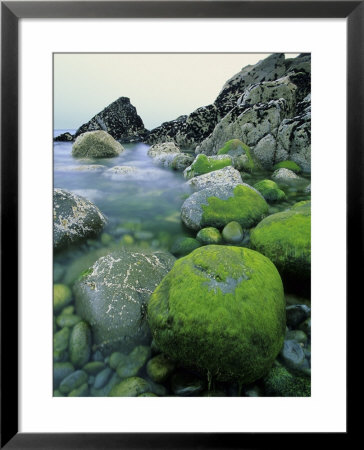 Boulder Covered In Seaweed At St. Ives, Uk by David Clapp Pricing Limited Edition Print image