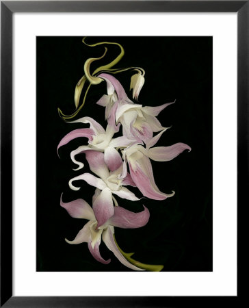 Abstract Orchid Artwork by Ellen Anon Pricing Limited Edition Print image