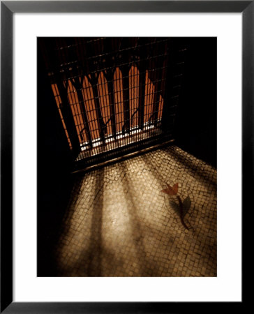 Old Elevator At Ground Floor, Paris, France by Michele Molinari Pricing Limited Edition Print image
