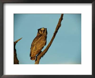 Eagle Owl by Beverly Joubert Pricing Limited Edition Print image