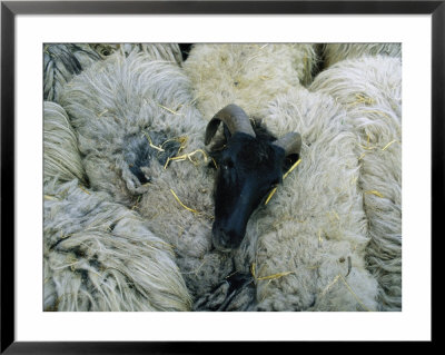 A Group Of Sheep Crowded Tightly Together by Sisse Brimberg Pricing Limited Edition Print image
