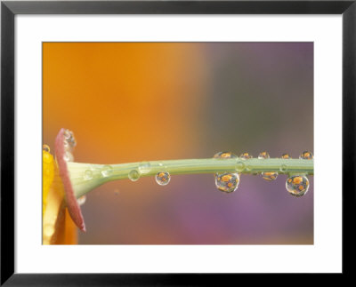 Waterdrops Reflecting On California Poppies, Near Portland, Oregon, Usa by Stuart Westmoreland Pricing Limited Edition Print image