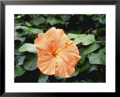 Hibiscus Lae Orange Close-Up Of Flower by Rex Butcher Pricing Limited Edition Print image