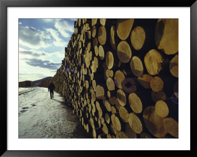 A Wall Of Newly Delivered Spruce And Fir Logs by Ira Block Pricing Limited Edition Print image