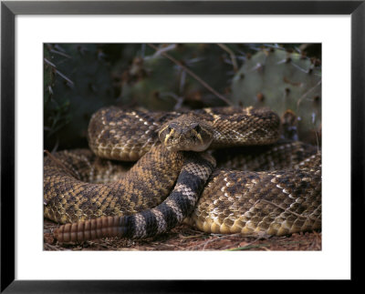 A Coiled Rattlesnake by Joel Sartore Pricing Limited Edition Print image