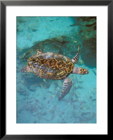 Green Turtle, Bocas Del Torro Island, Panama by Gavriel Jecan Pricing Limited Edition Print image