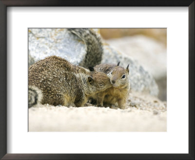 Beecheys Ground Squirrel, Squirrels Greeting, California, Usa by David Courtenay Pricing Limited Edition Print image