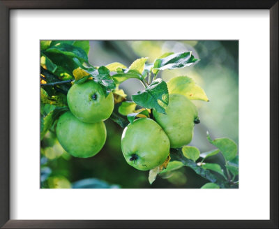 Apples Growing On Tree September by Lynn Keddie Pricing Limited Edition Print image