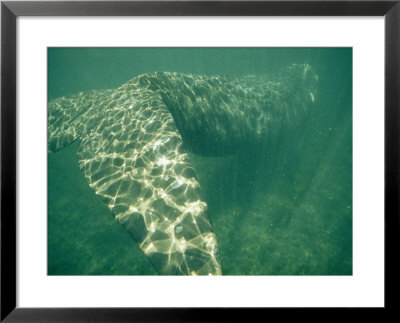 A Southern Right Whale In Sun-Dappled Water by Bill Curtsinger Pricing Limited Edition Print image