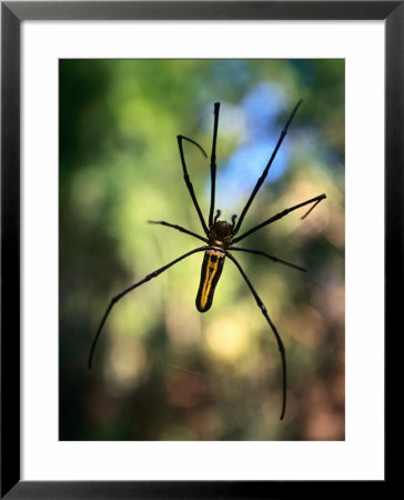 Black And Yellow Spider, Bago, Myanmar (Burma) by Anders Blomqvist Pricing Limited Edition Print image