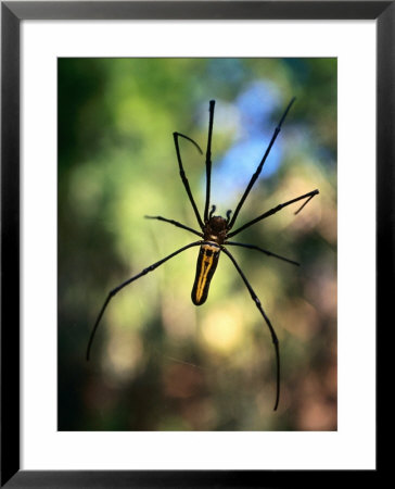 Black And Yellow Spider, Bago, Myanmar (Burma) by Anders Blomqvist Pricing Limited Edition Print image