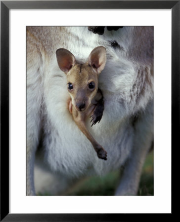 Red-Necked Wallaby Joey In Pouch, Bunya Mountain National Park, Australia by Theo Allofs Pricing Limited Edition Print image