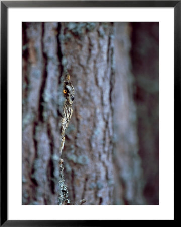 Long-Eared Owl, Scotland by David Tipling Pricing Limited Edition Print image