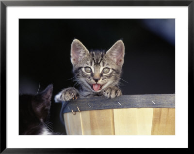Kitten In A Basket by Greg Smith Pricing Limited Edition Print image