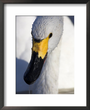Bewicks Swan, Head Surfacing, Glouscester, Uk by David Clapp Pricing Limited Edition Print image