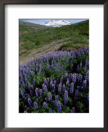 Alaskan Lupin, Now Pest In Areas by Richard Packwood Pricing Limited Edition Print image